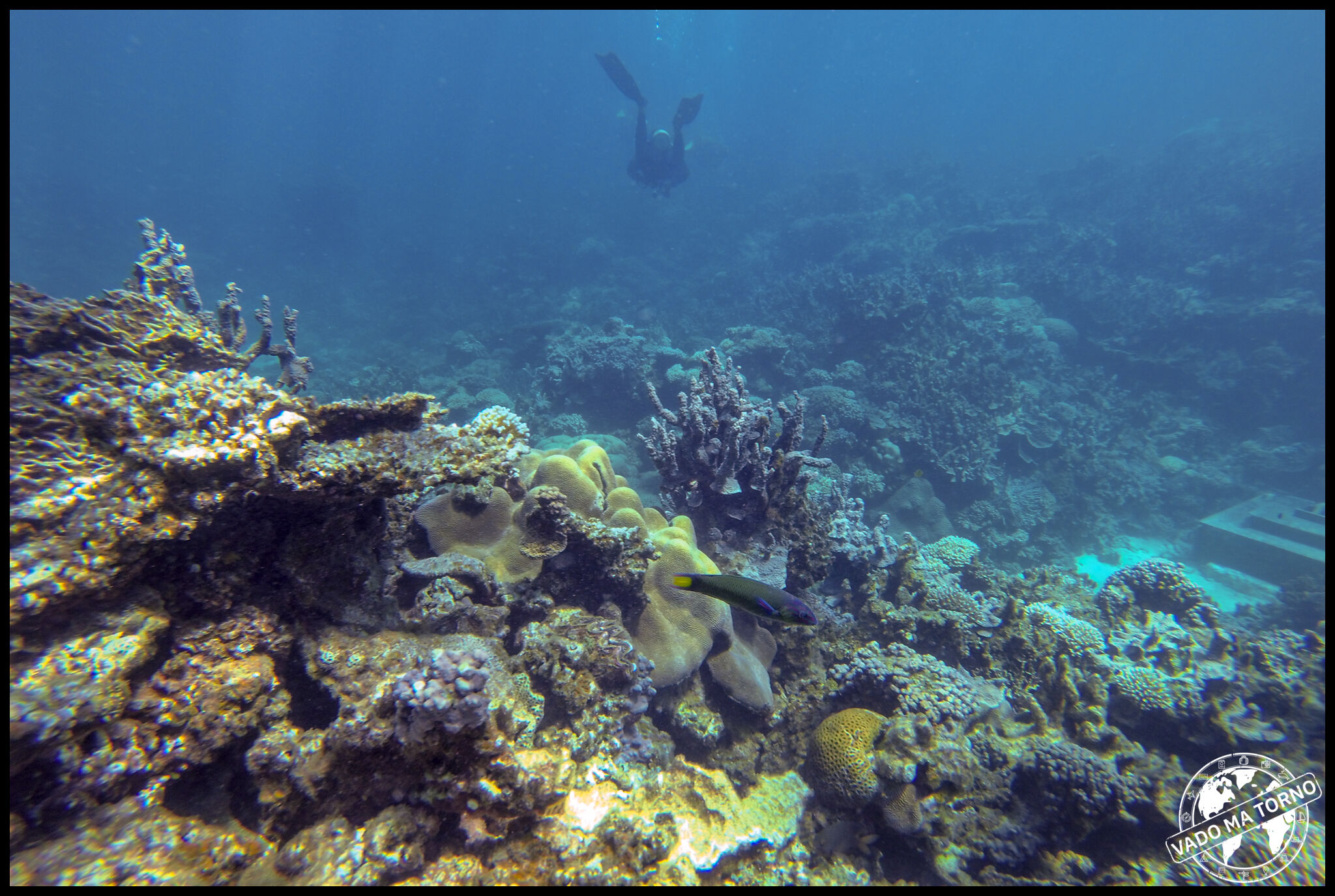 Ningaloo Reef Il Paradiso Della Fauna Marina In Western Australia Vado Ma Torno